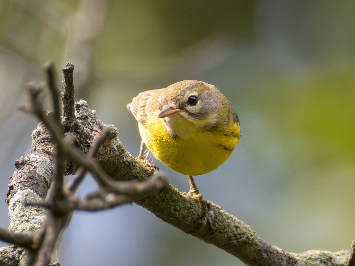 Prairie Warbler - ML641121000