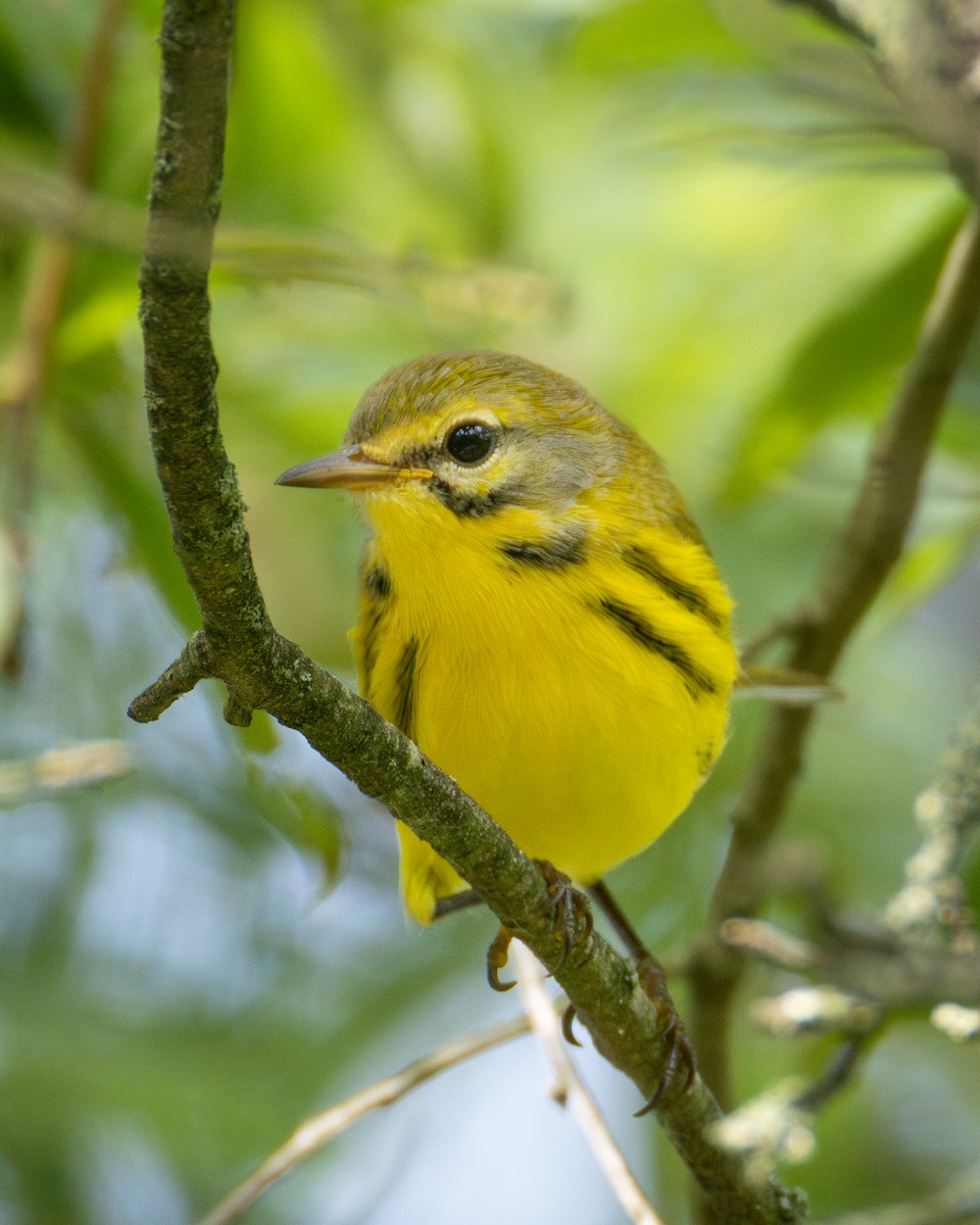 Prairie Warbler - ML641121001
