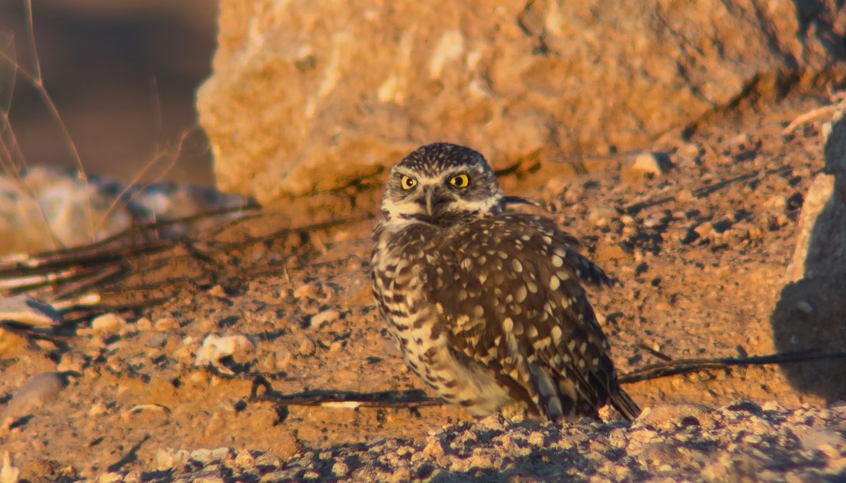Burrowing Owl - ML641121005