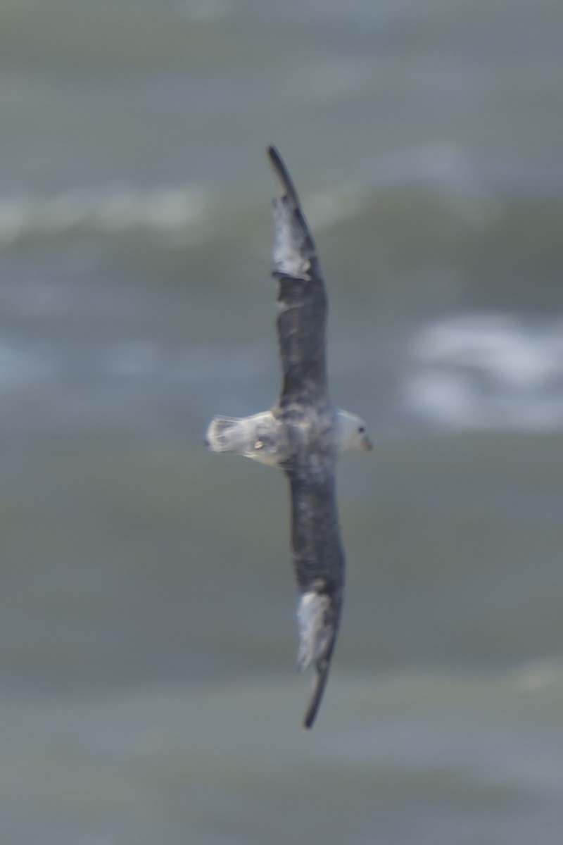 Northern Fulmar - ML641121006