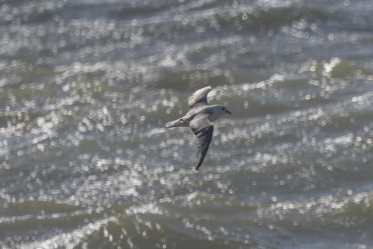 Northern Fulmar - ML641121007