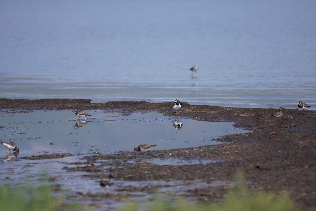 Ruddy Turnstone - ML641121019