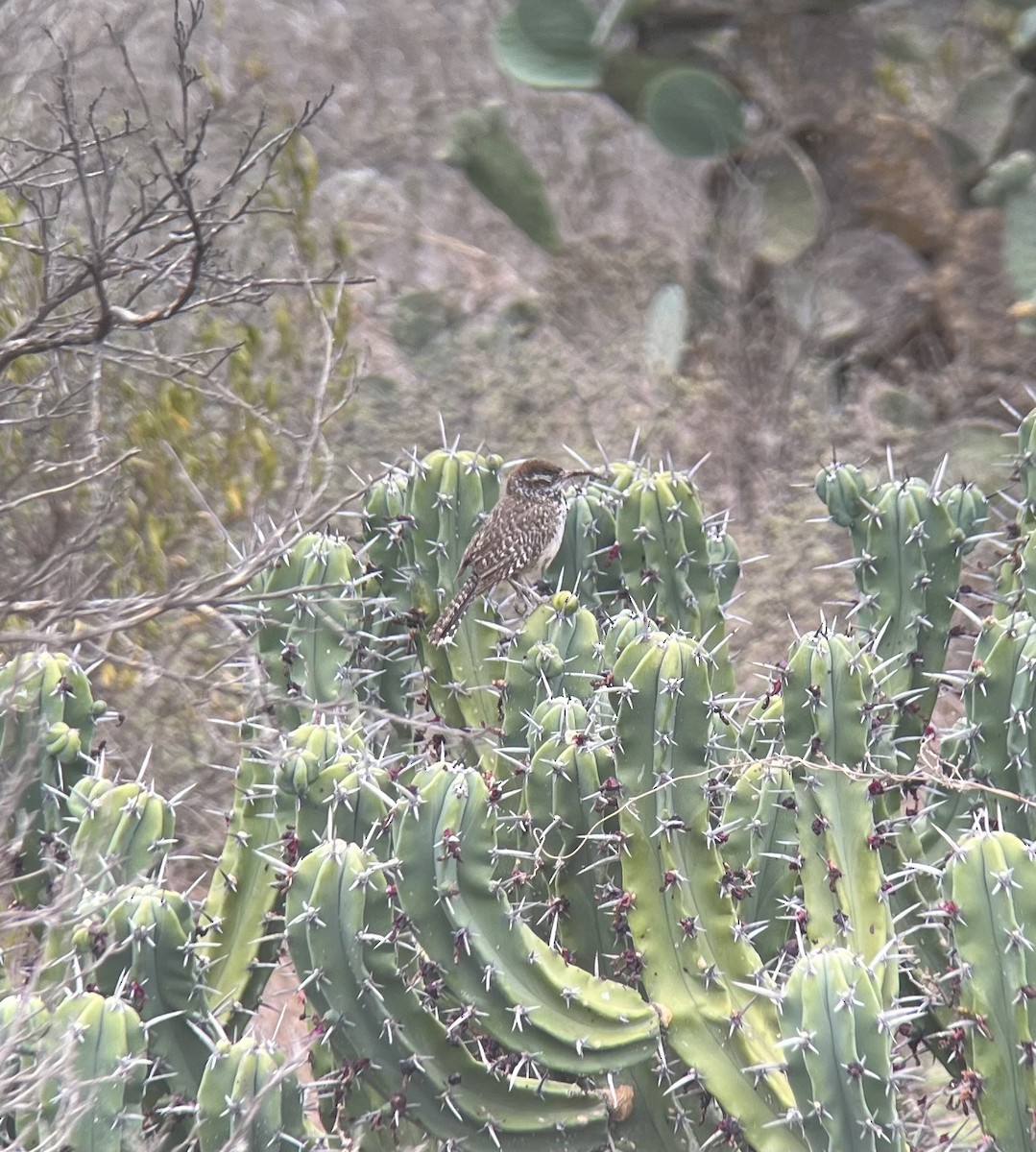Cactus Wren - ML641121024