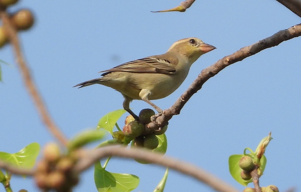 Plain-backed Sparrow - ML641121032