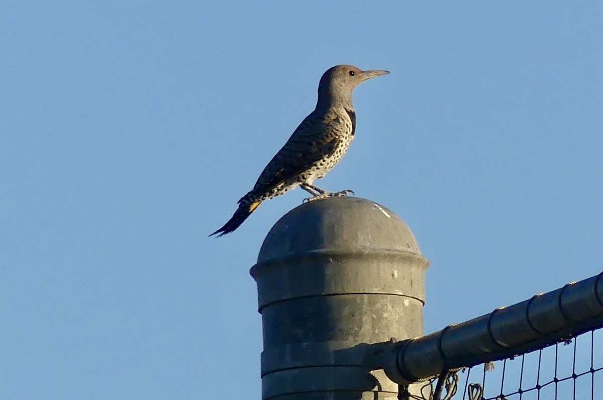 Gilded Flicker - ML641121041