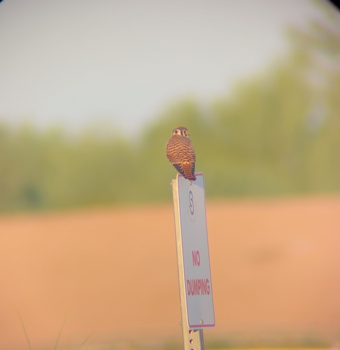 American Kestrel - ML641121047