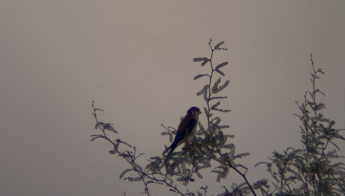 American Kestrel - ML641121048