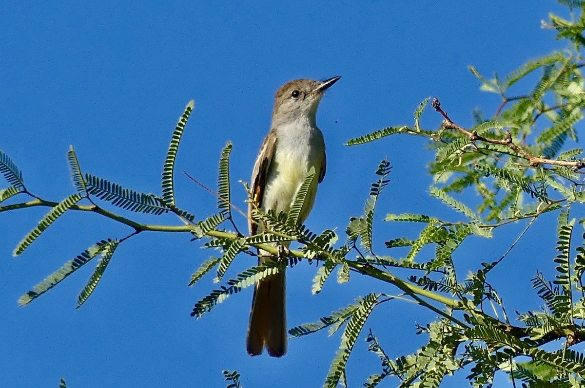Ash-throated Flycatcher - ML641121053
