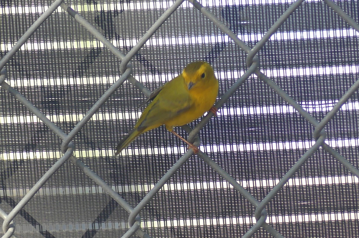 Wilson's Warbler - ML641121065