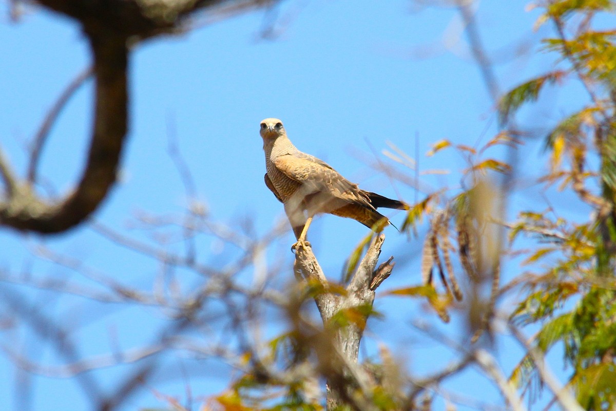 Savanna Hawk - ML641121078