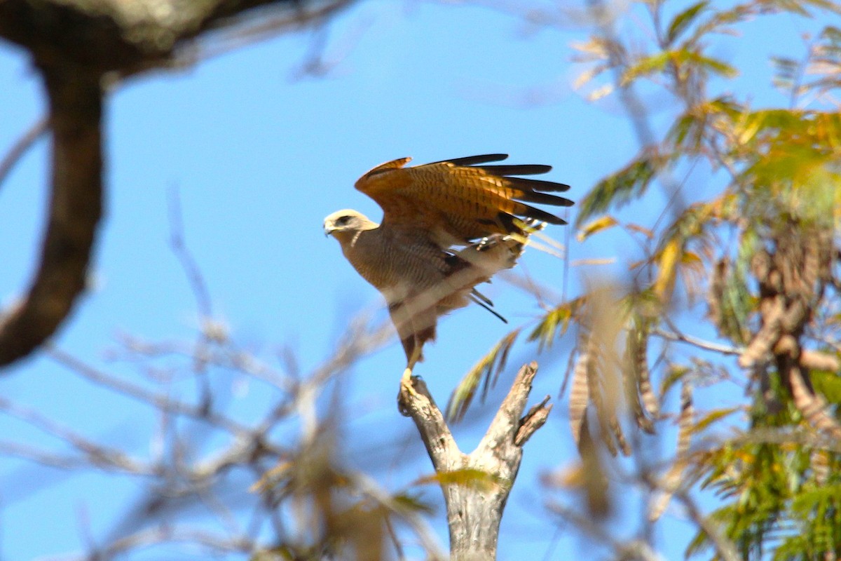 Savanna Hawk - ML641121079
