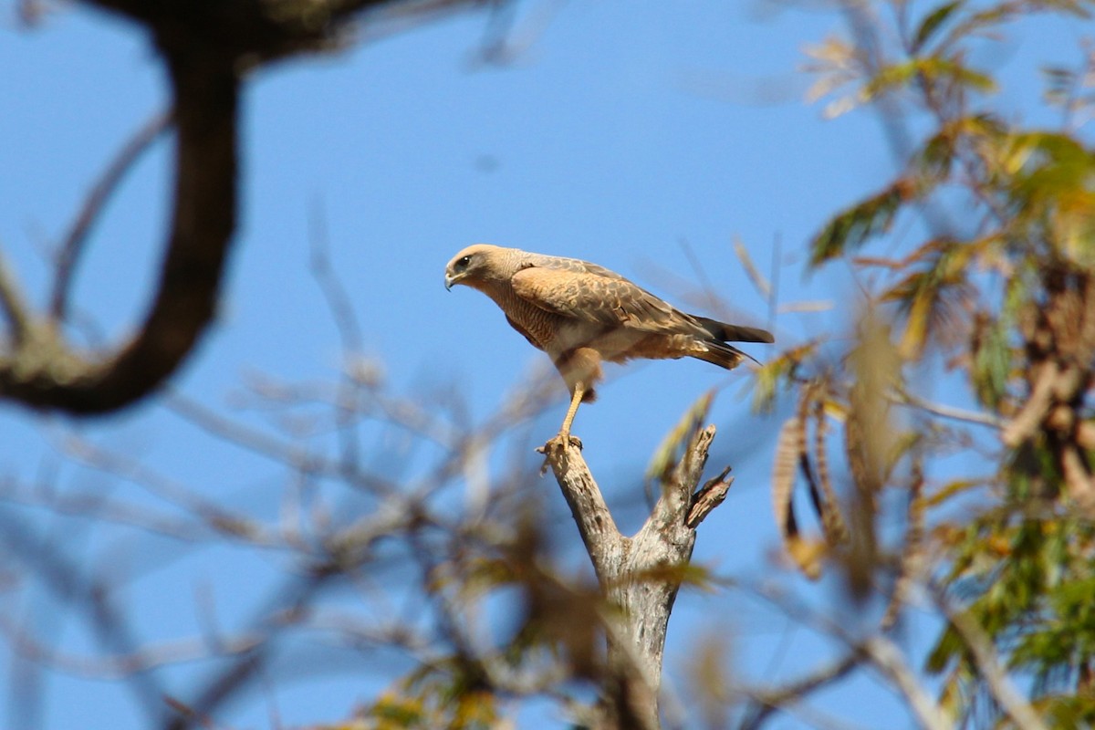Savanna Hawk - ML641121080