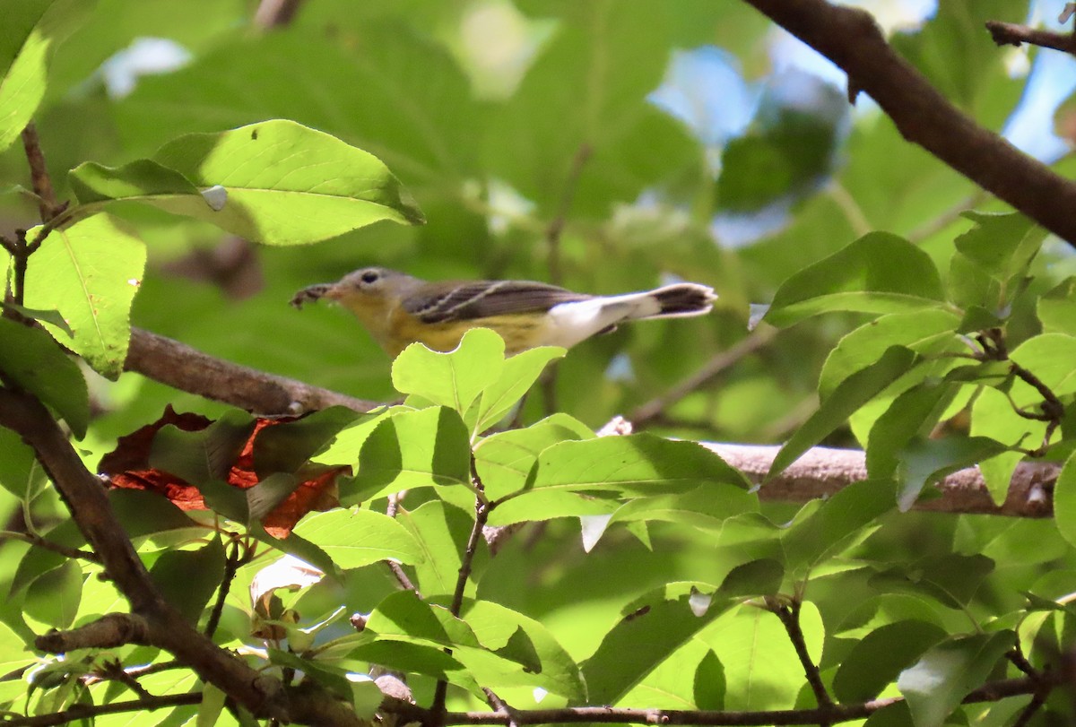 Magnolia Warbler - ML641121087