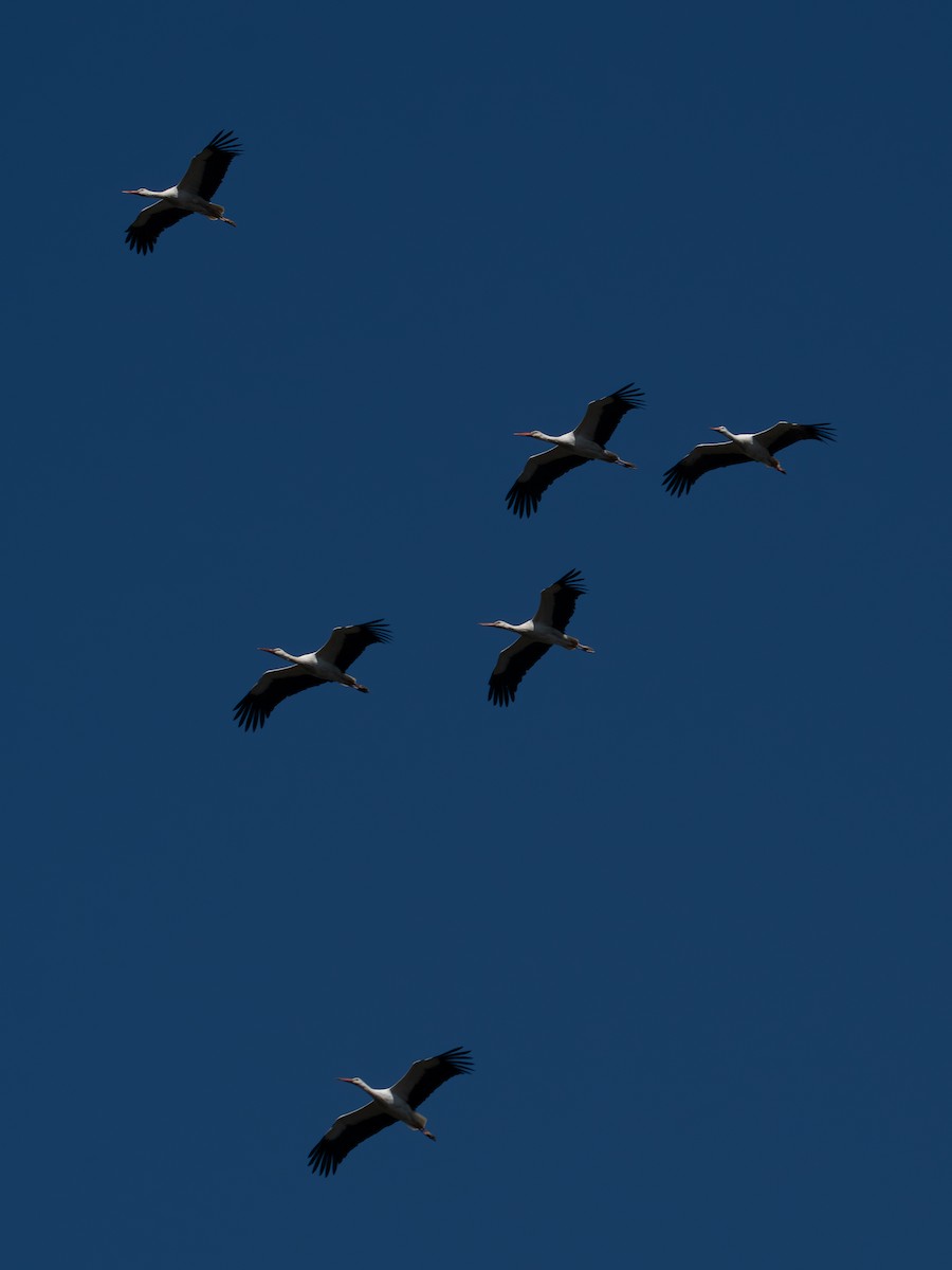 White Stork - ML641121088