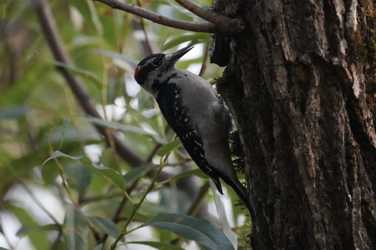 Hairy Woodpecker - ML641121089