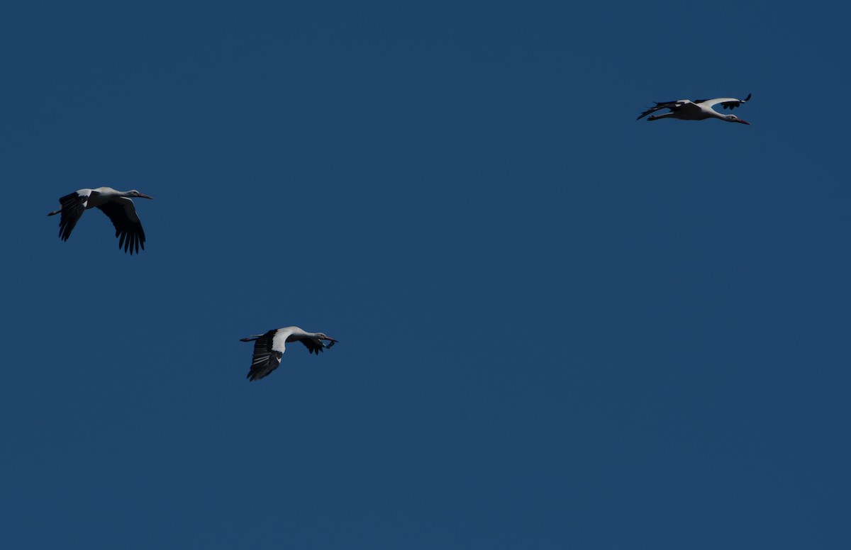 White Stork - ML641121090
