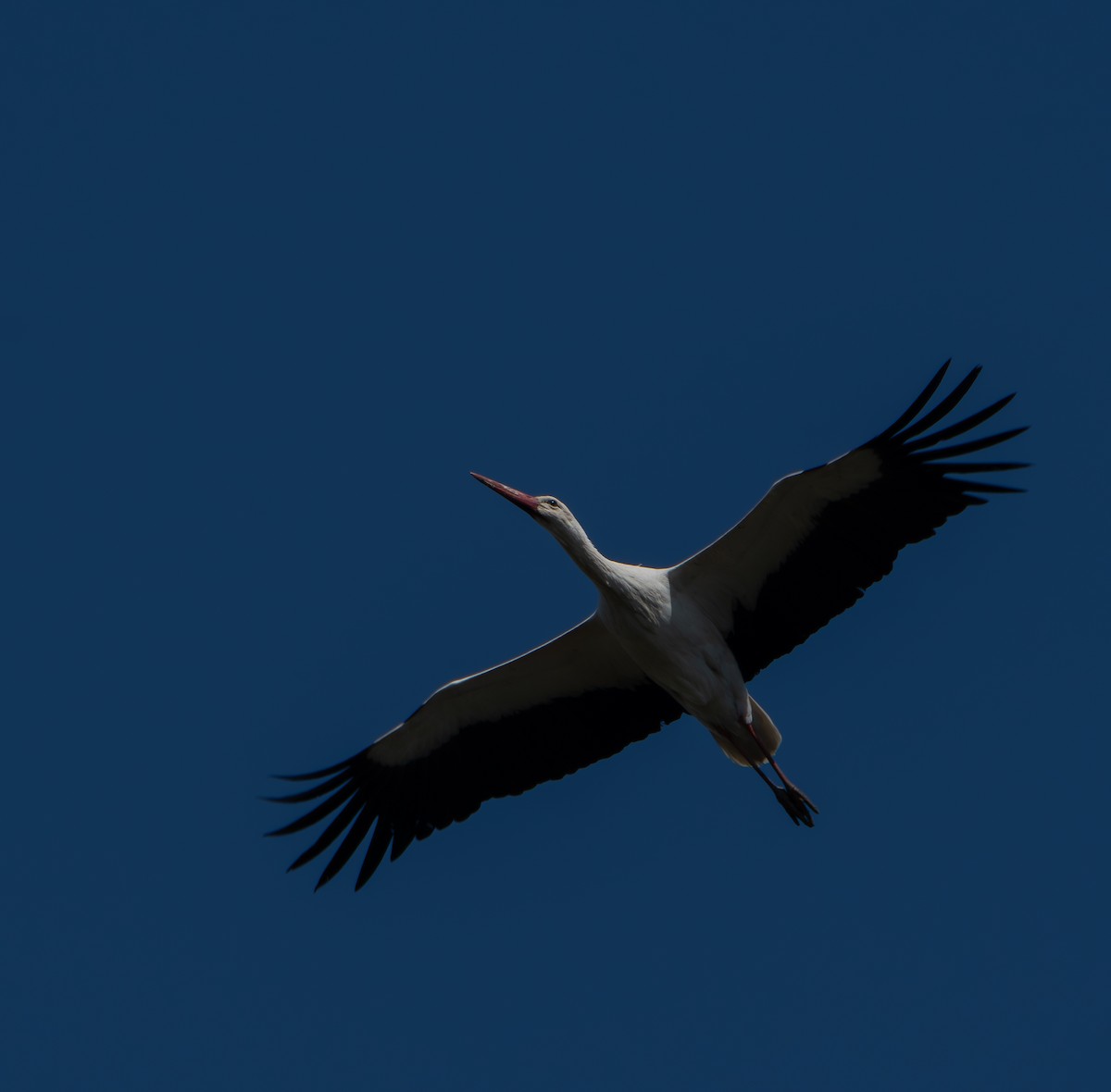 White Stork - ML641121095