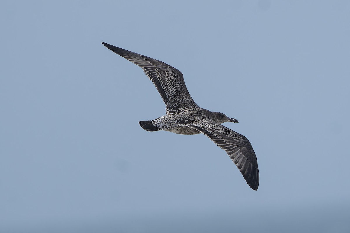 Lesser Black-backed Gull - ML641121106