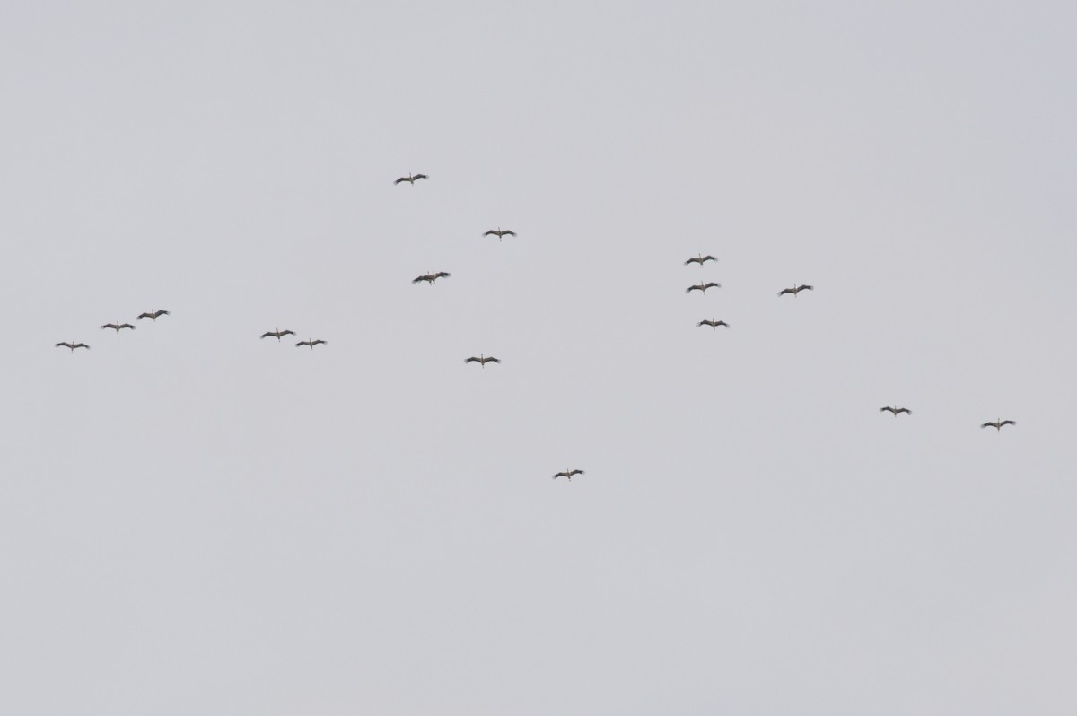 White Stork - ML641121128