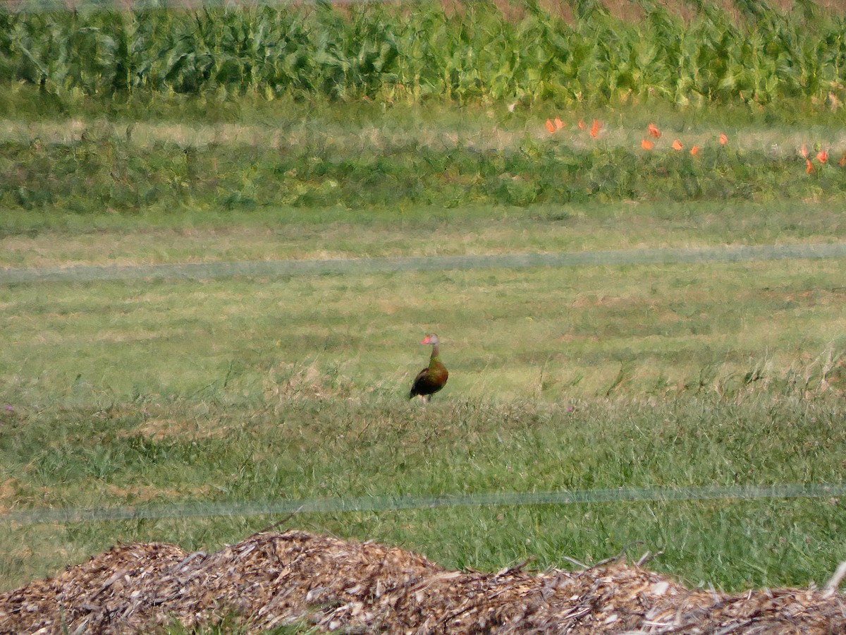 Black-bellied Whistling-Duck - ML641121131