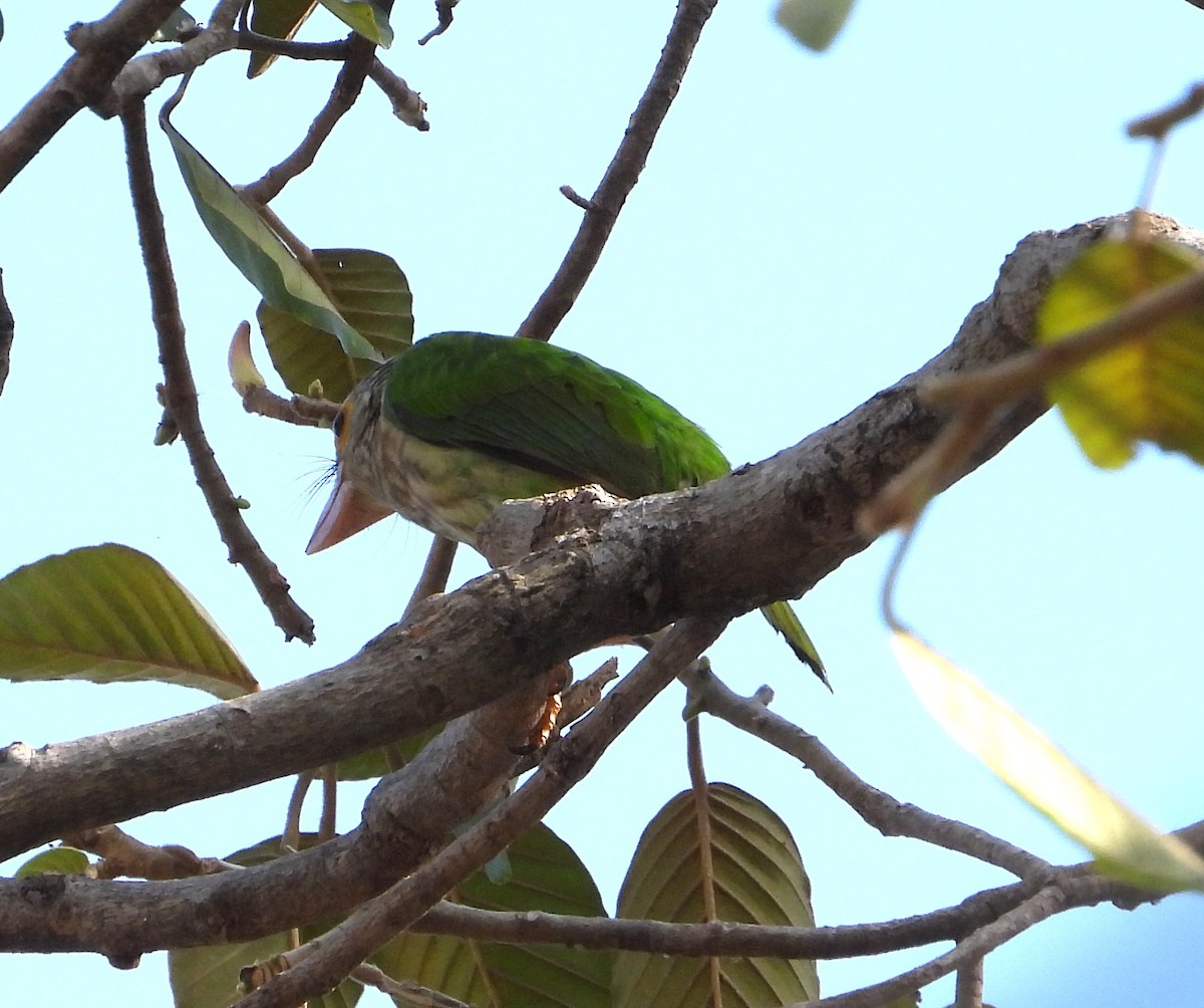 Lineated Barbet - ML641121138