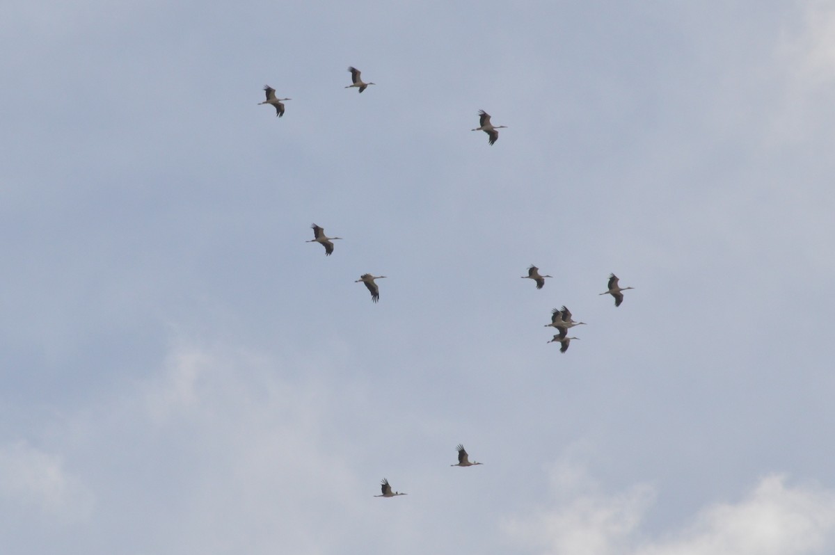 White Stork - ML641121147