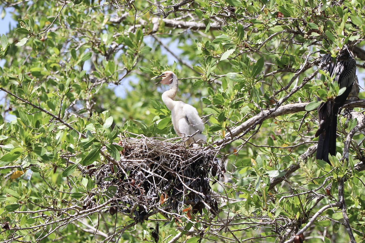 Anhinga - ML641121156