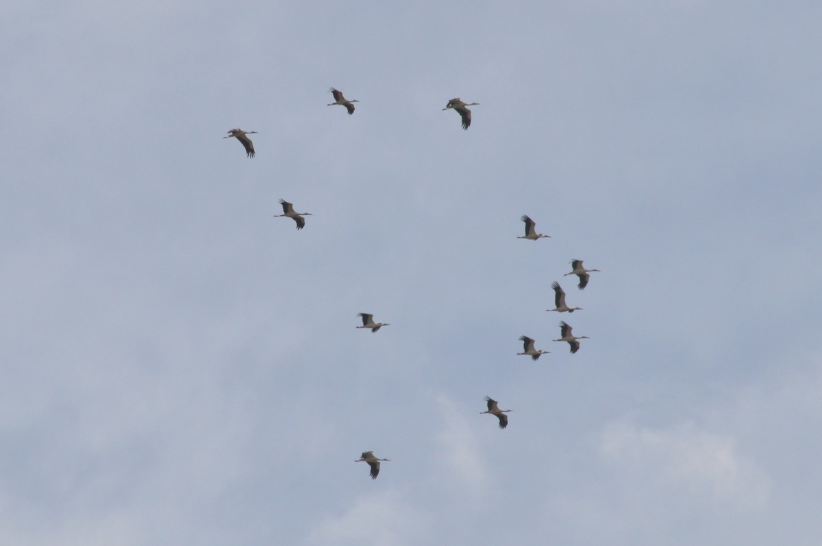 White Stork - ML641121158