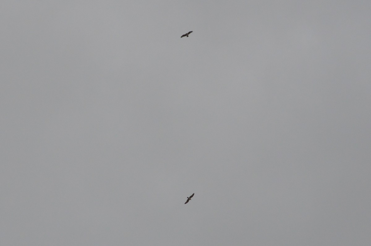 魚鷹 - ML641121172