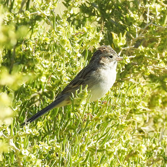 Brewer's Sparrow - ML641121178