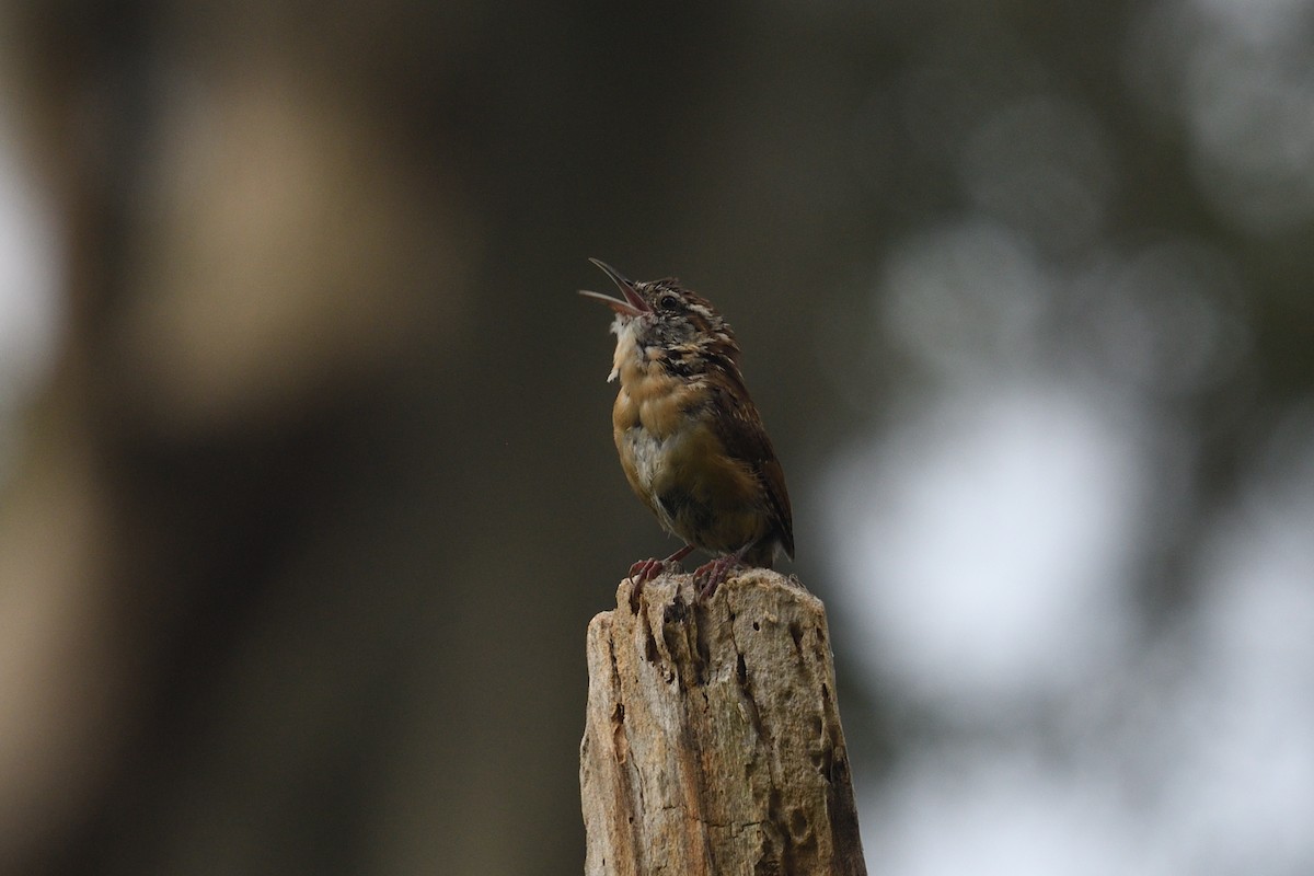 Carolina Wren - ML641121192