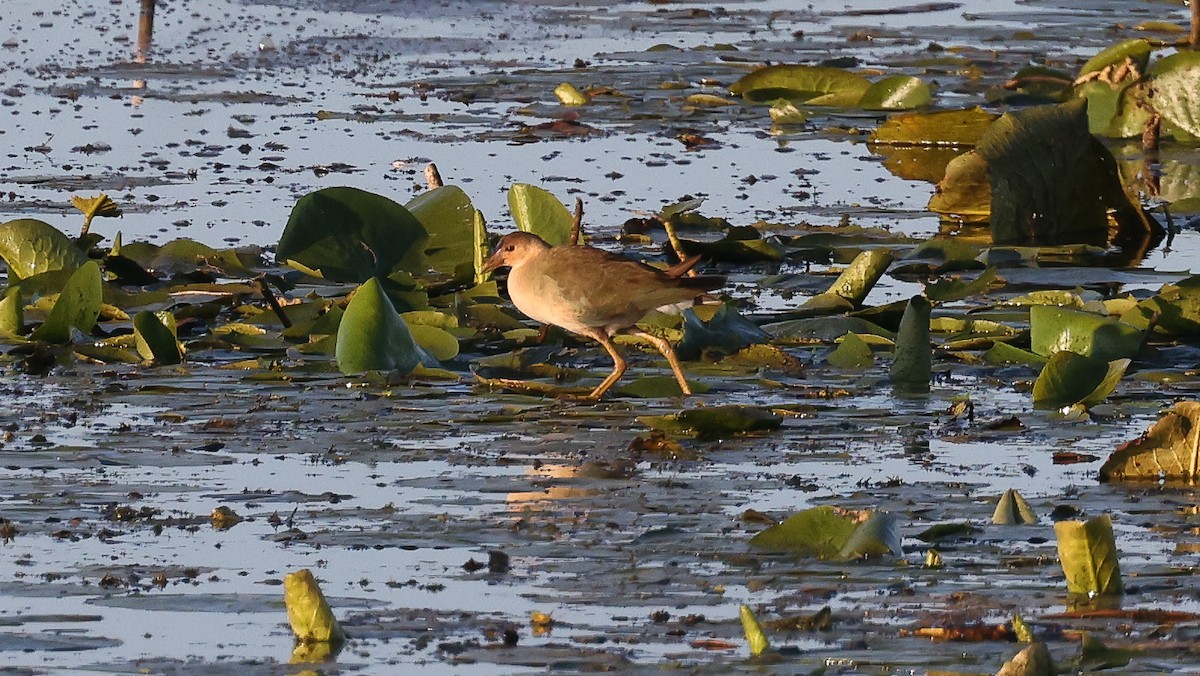 Purple Gallinule - ML641121216