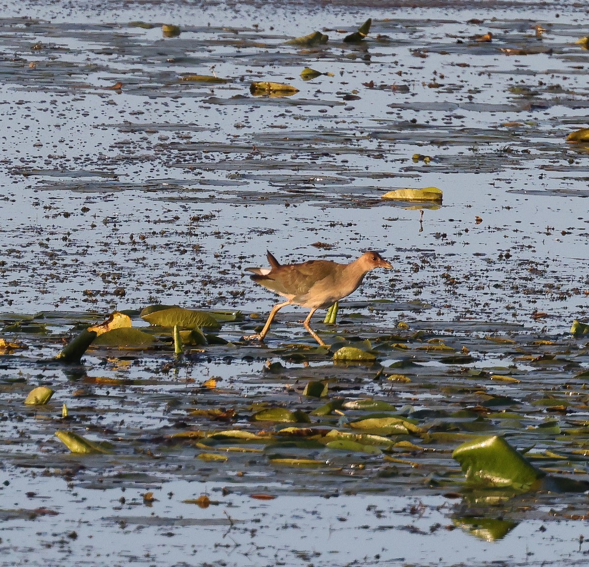 Purple Gallinule - ML641121229
