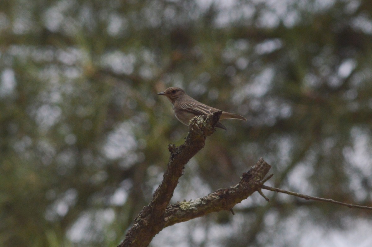 Spotted Flycatcher - ML641121233