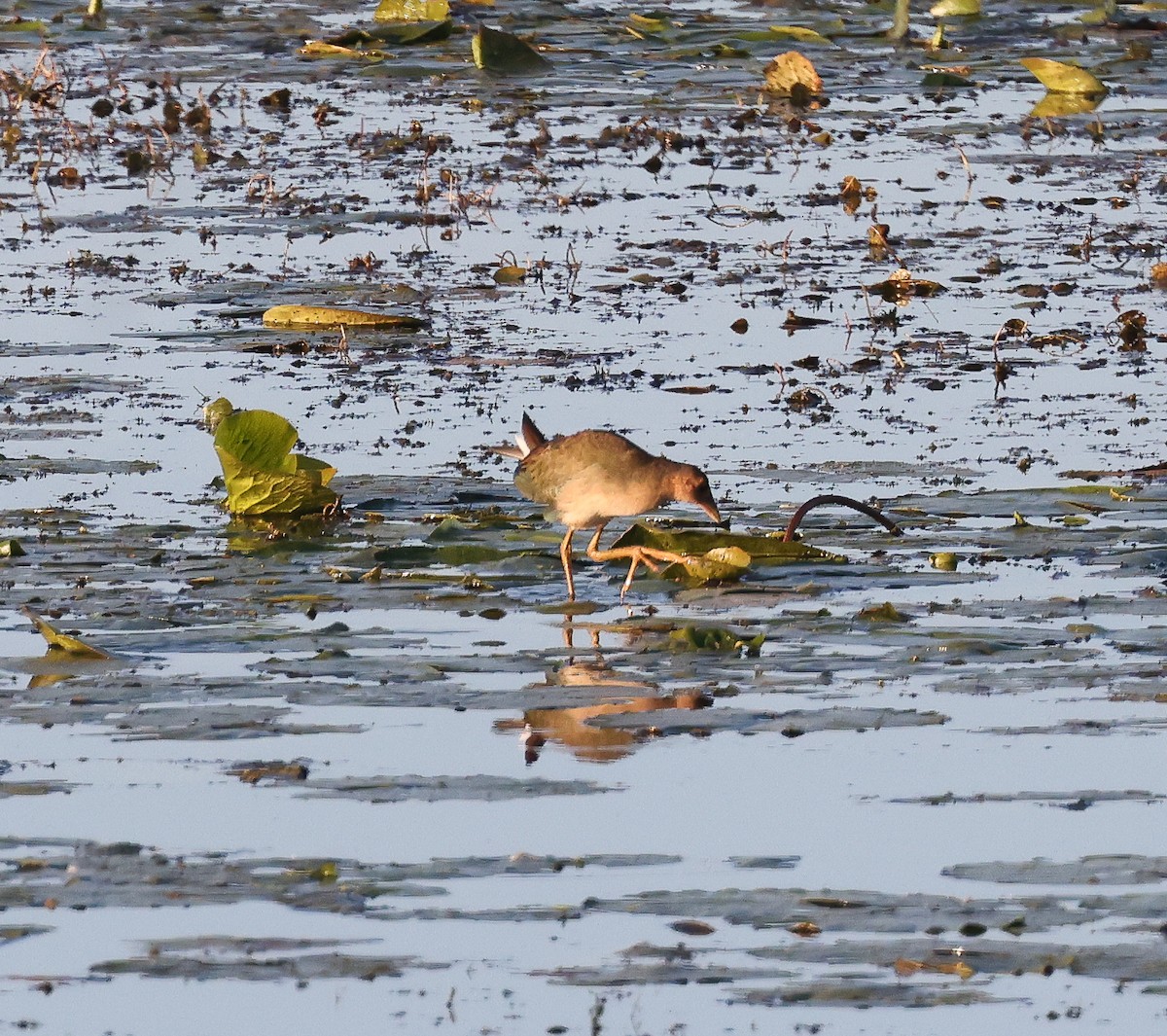 Purple Gallinule - ML641121237