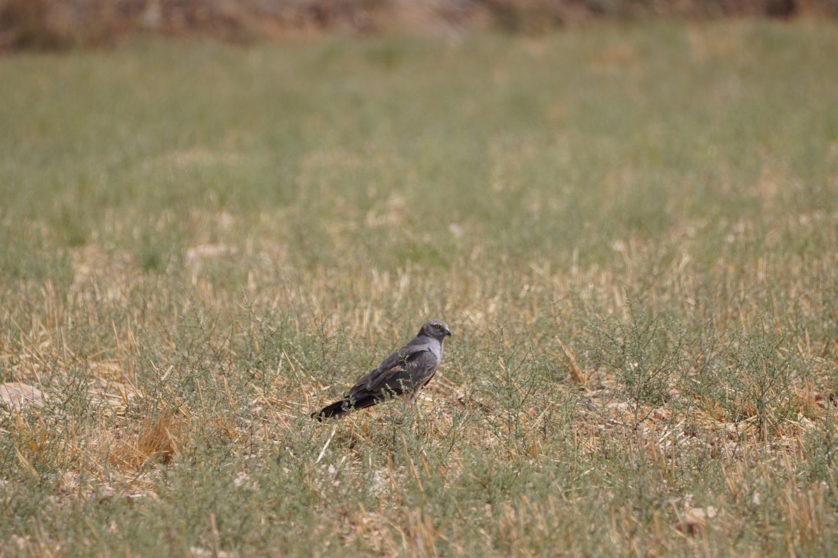 Montagu's Harrier - ML641121241