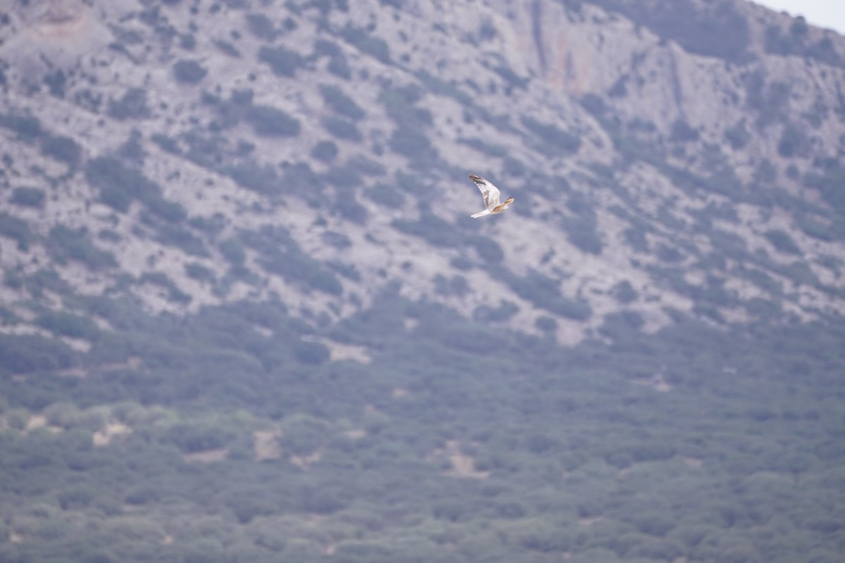 Montagu's Harrier - ML641121242
