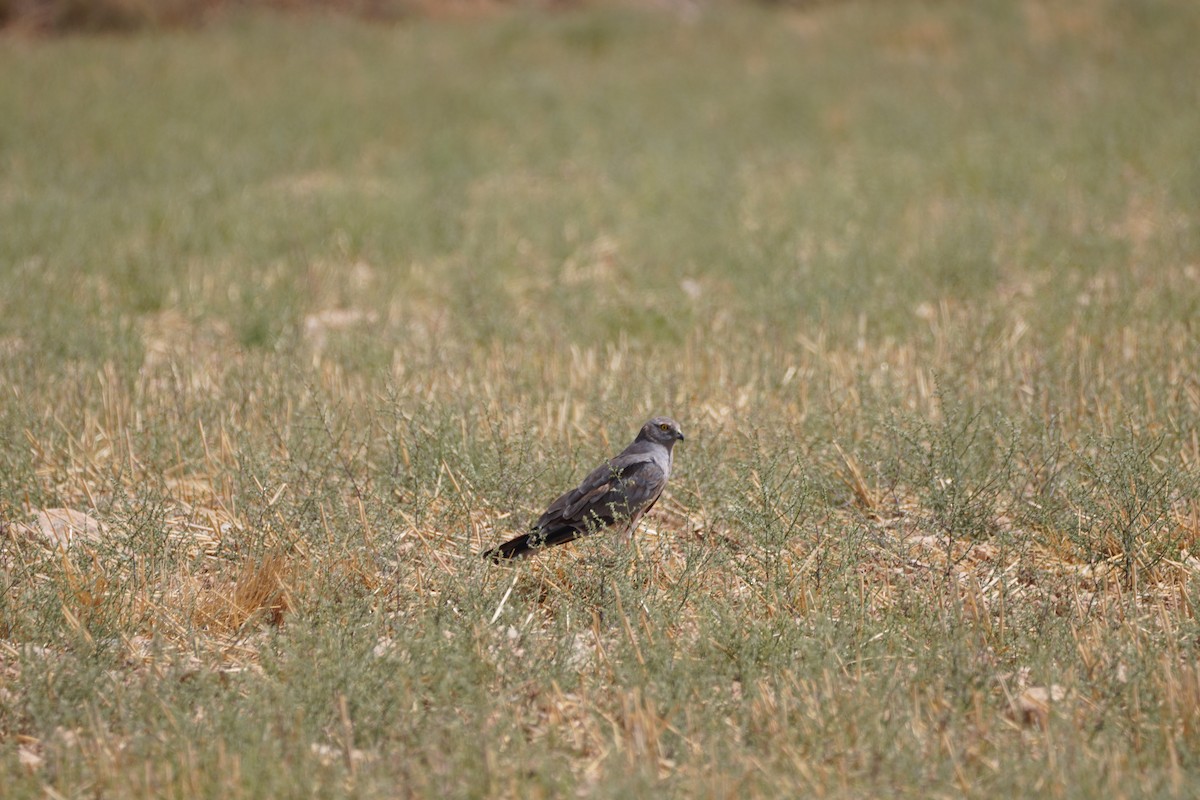 Montagu's Harrier - ML641121244