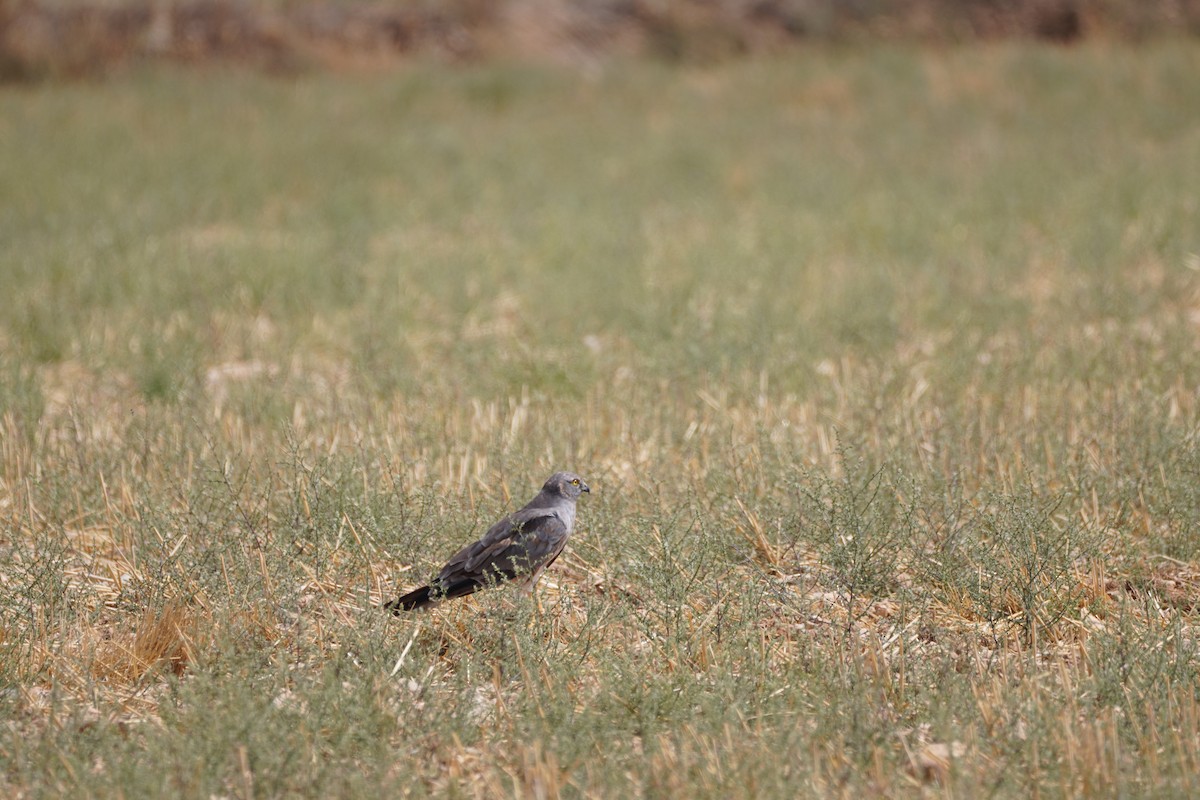 Montagu's Harrier - ML641121245
