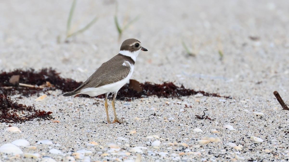 Semipalmated Plover - ML641121253