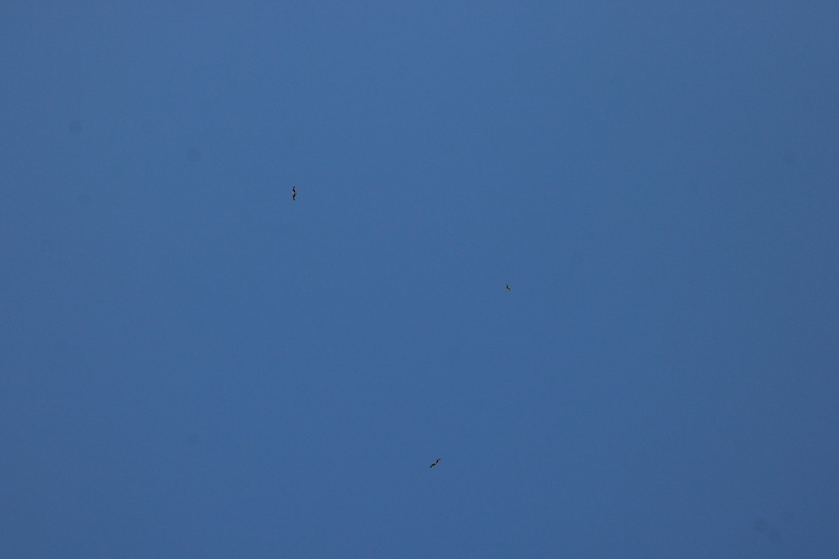 魚鷹 - ML641121257