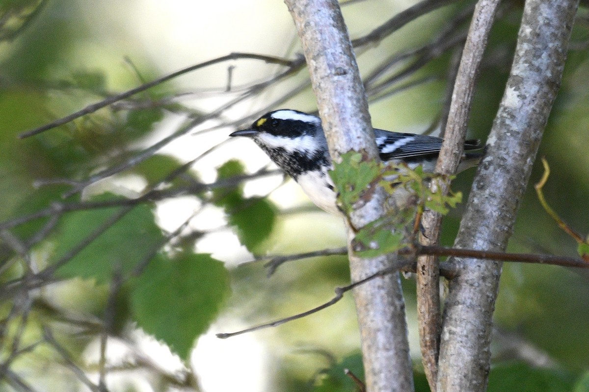 Black-throated Gray Warbler - ML641121262