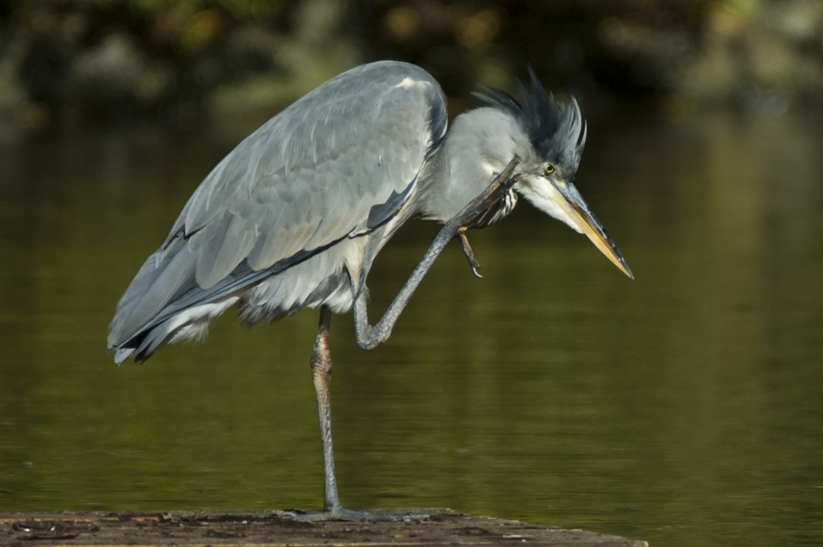 Gray Heron - ML641121268
