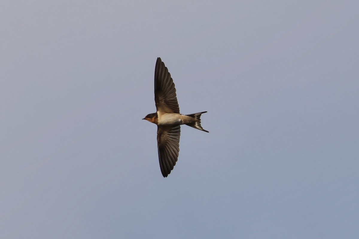 Hirondelle rustique - ML641121275