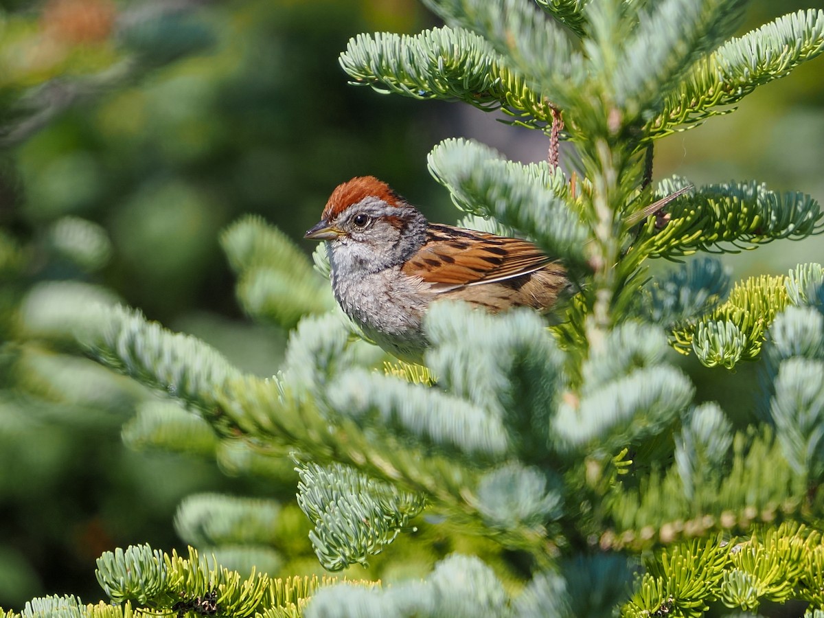 Swamp Sparrow - ML641121276