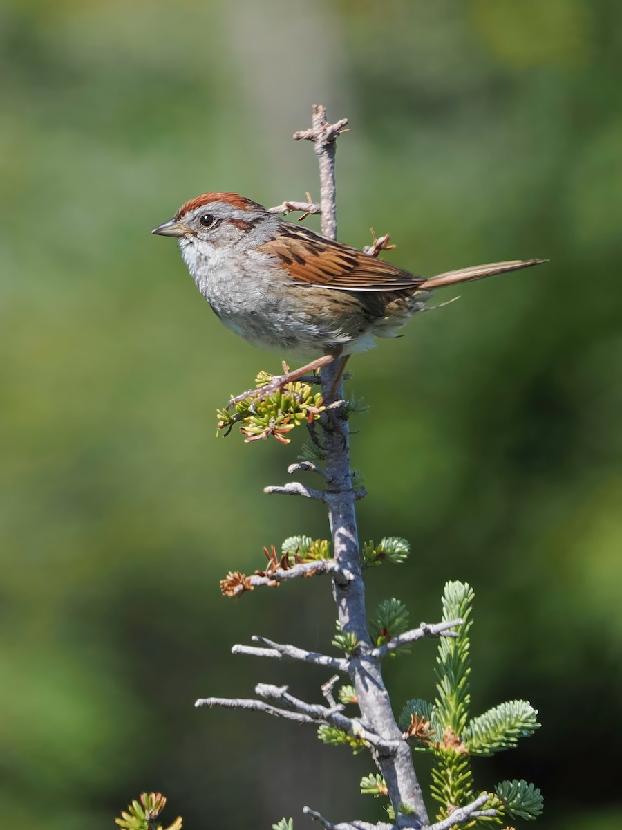 Swamp Sparrow - ML641121277