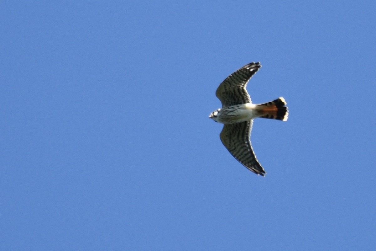 American Kestrel - ML641121278