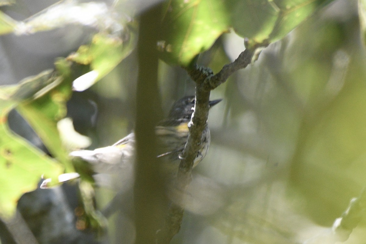 Yellow-rumped Warbler - ML641121283
