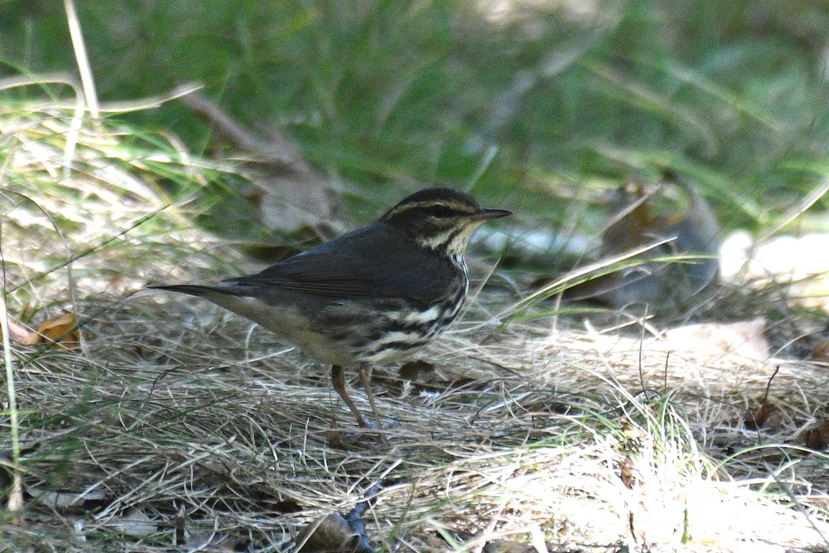 Northern Waterthrush - ML641121287