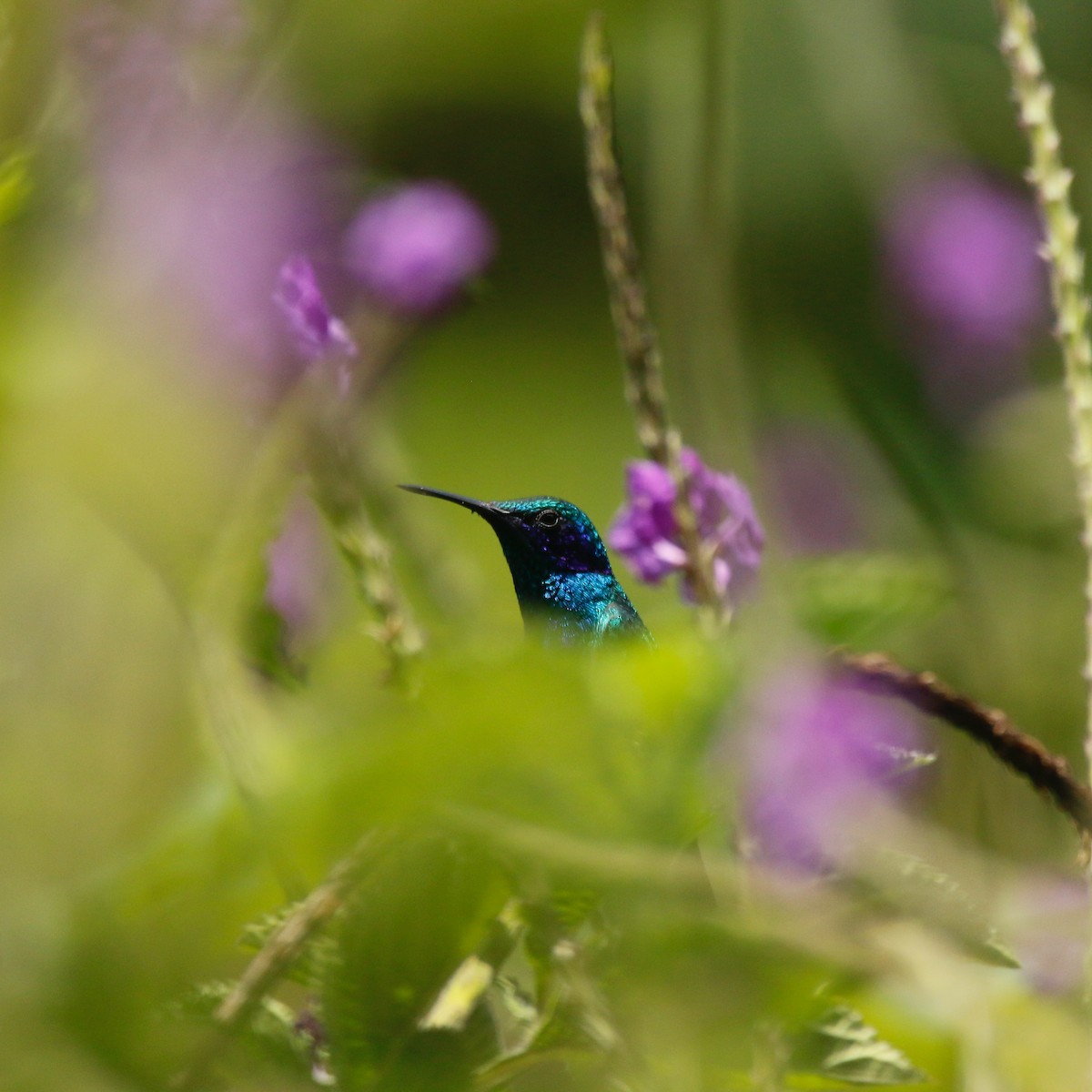 Colibri thalassin - ML641121288